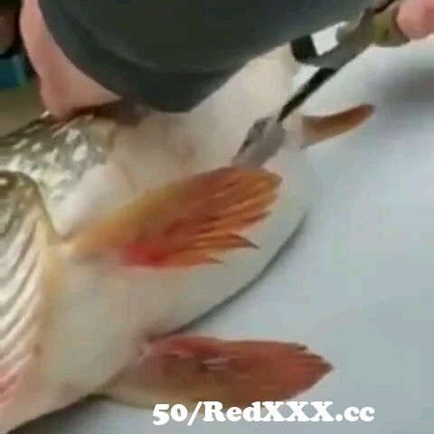"Men Fucking Fish" title="Men Fucking Fish"q_80" w...