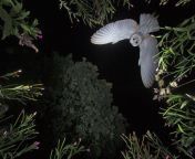 ? Once in a lifetime shot of a Barn Owl (credit: Roy Rimmer) from kartina a