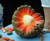 Hala Fruit: The fruit that looks like an exploding planet from ls fruit 016