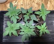 Top row L to R Seedsman Bubba Kush, Deadhead OG (bagseed w/ slight mutation), Seedsman Bruce Banger, Bottom L to R Seedsman Gelat.OG, HSO Amherst Sour Diesel, Seedsman White Widow. The Bruce and the Widow were put in soil 4/18 all the rest on 4/14. from bruce lee video
